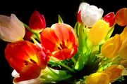 Bouquet-de-tulipes-24x36.jpg