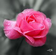 Rose-romantique-24x24.jpg
