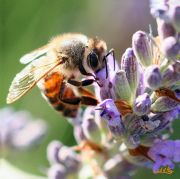 Abeille-24x24.jpg