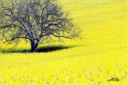 Colza-24x36.jpg