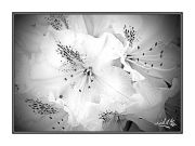 Rhododendron.jpg