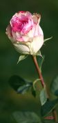 Rose-de-Paule-24x51.jpg